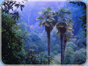 img5.gif